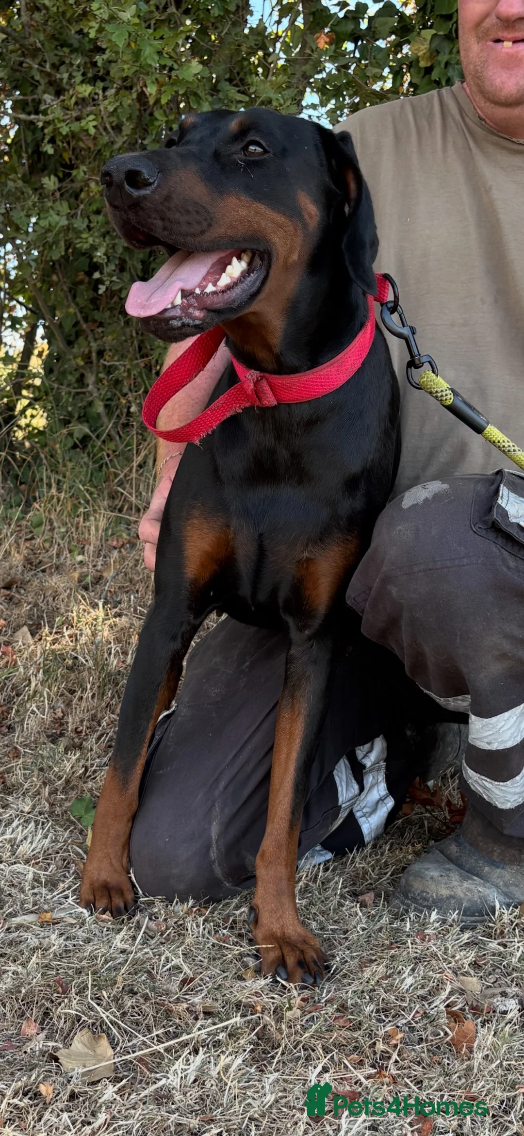 Dobermann dogs for sale: Ruby Beautiful Doberman Girl - Advert 2