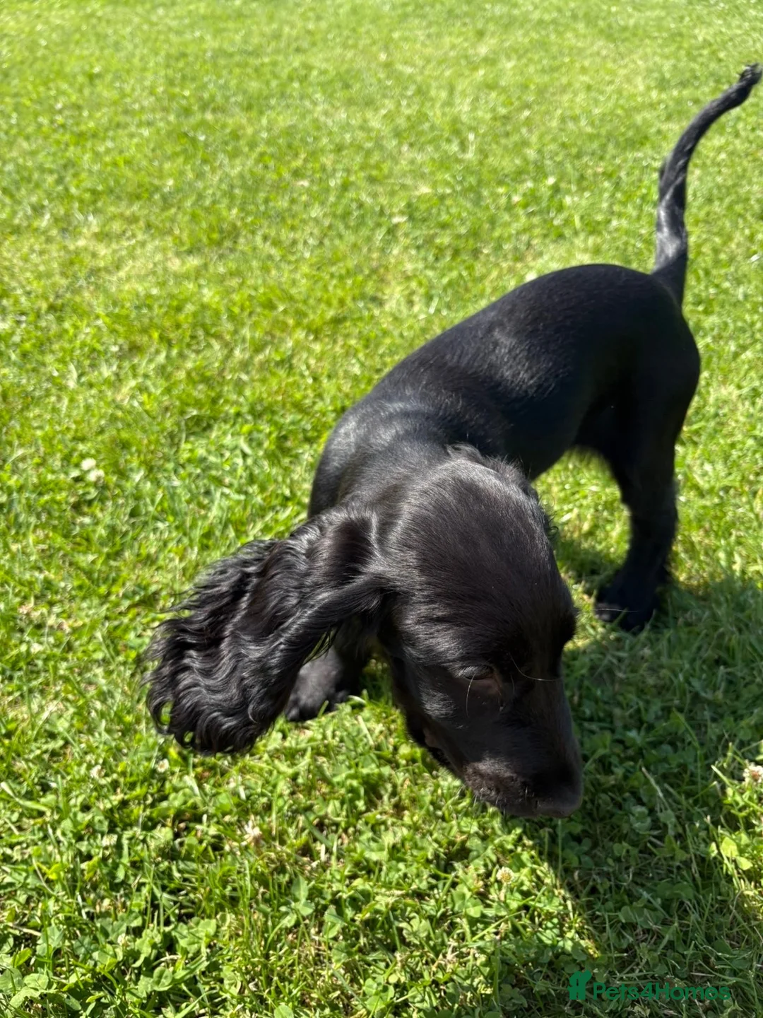 Cocker Spaniel dogs for sale: Cocker Spaniel in Paisley - Advert 5