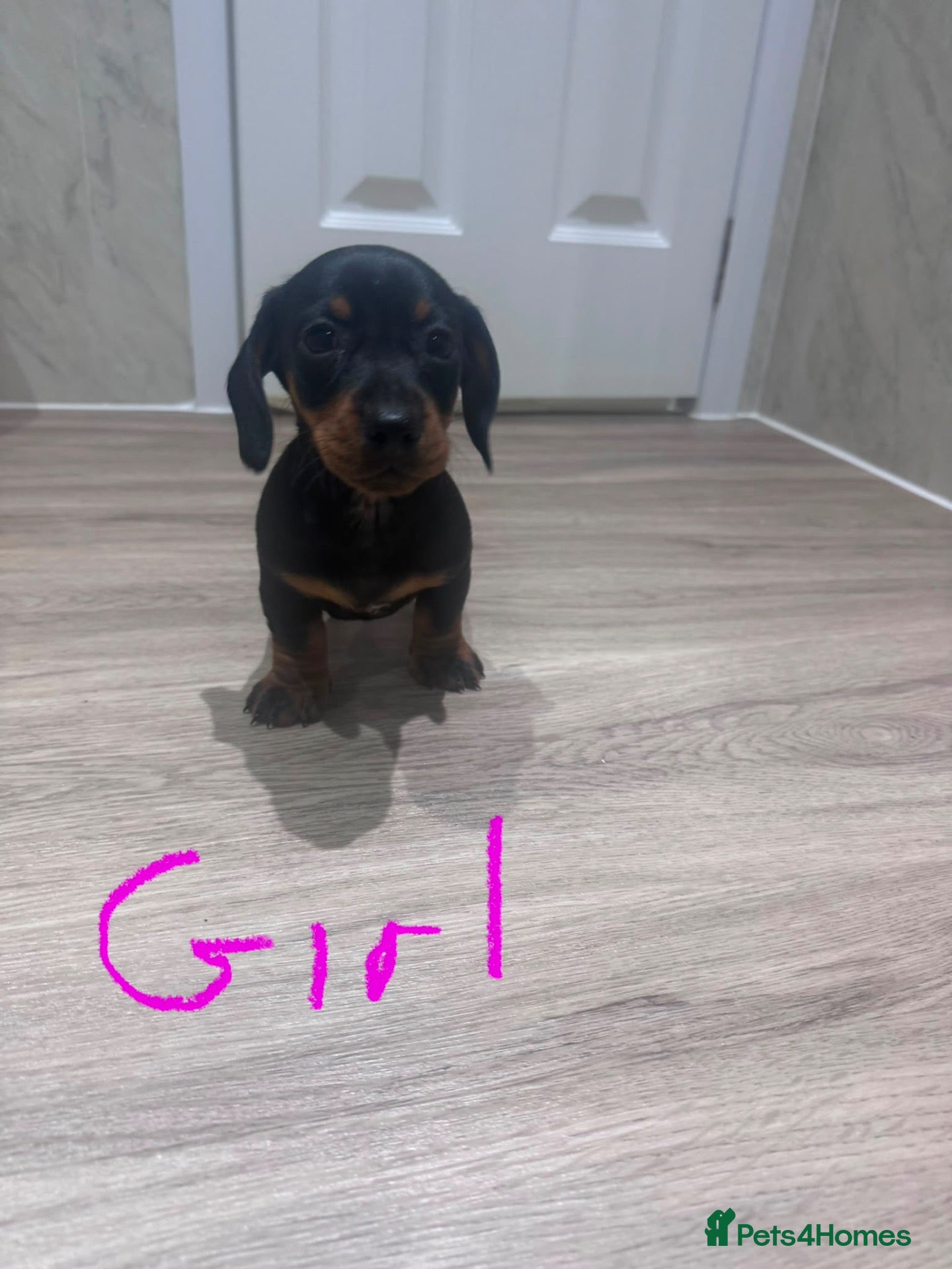 Dachshund dogs Dachshund puppies ready to go now! - Advert 2