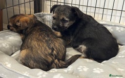 Border Terrier dogs for sale: Beautiful KC reg border terrier  - Image 2