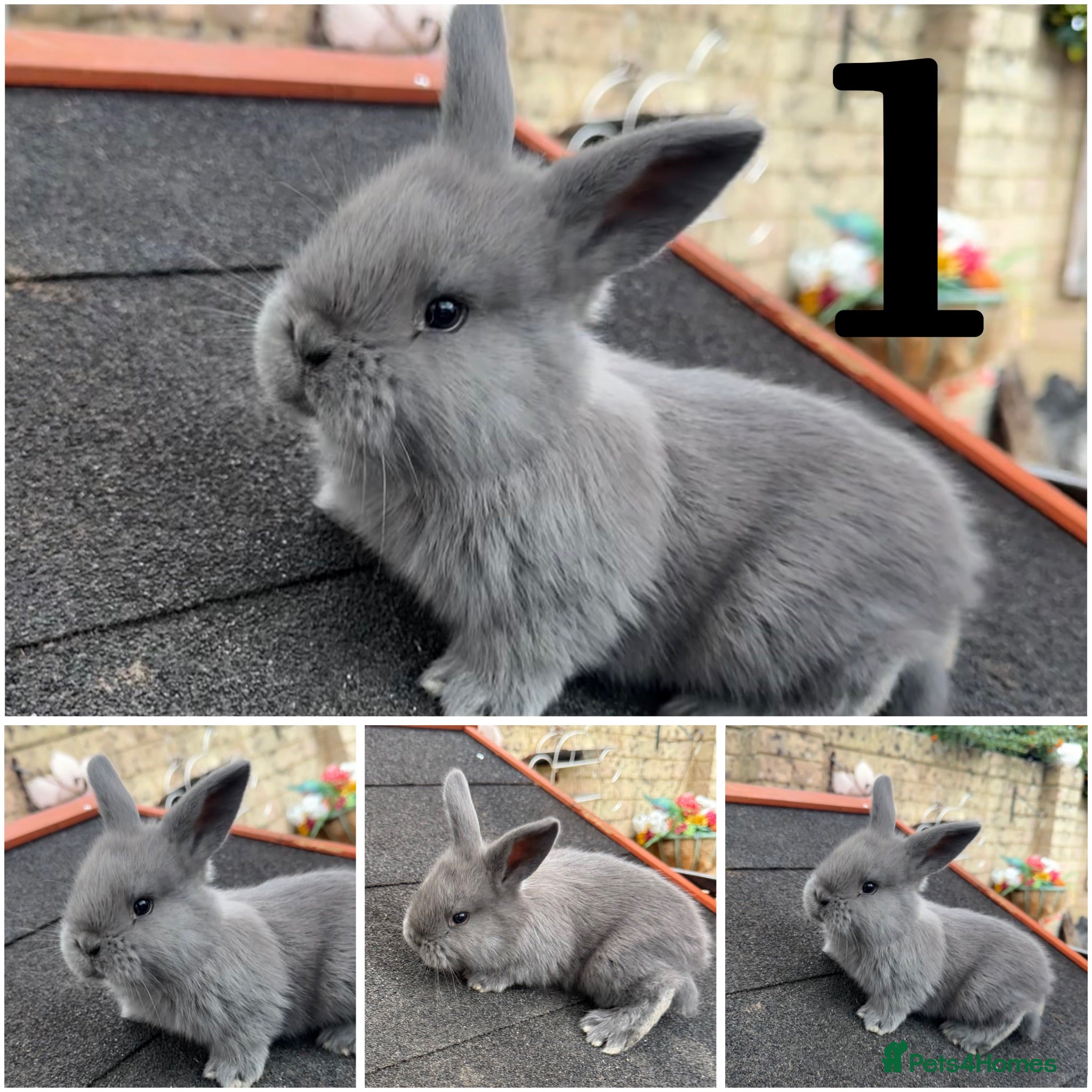 Continental Giant rabbits Gorgeous Conti/French Lop Bunnies ♥️ - Advert 2