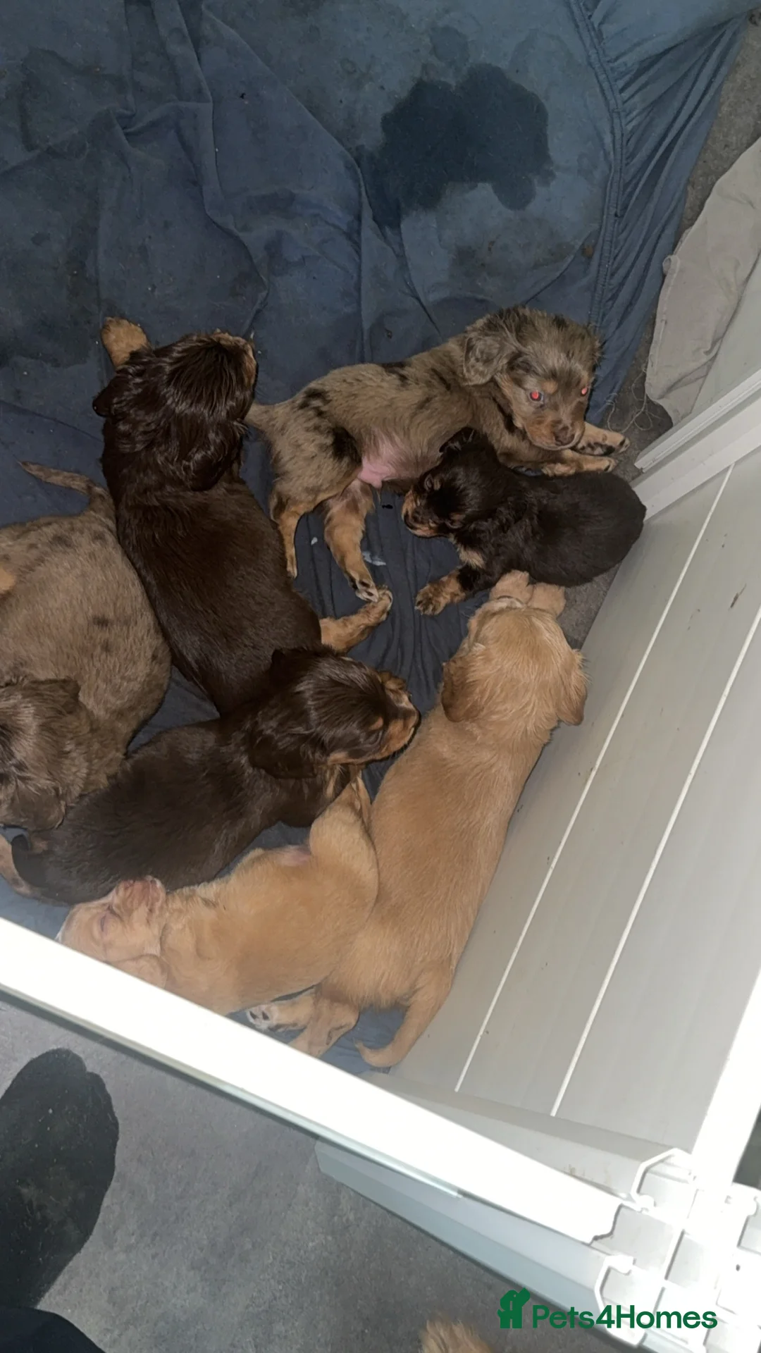 Cocker Spaniel dogs for sale: 1 cocker spaniel girl  left available  - Advert 13