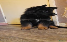 German Shepherd dogs for sale: Male German shepherd  - Image 2