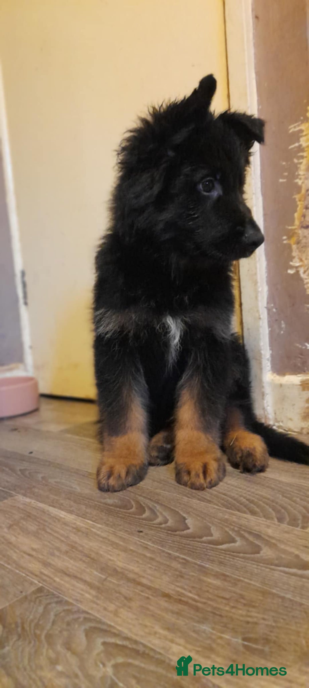 German Shepherd dogs for sale: Male German shepherd  - Image 2
