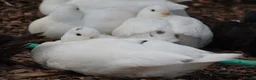 Ducks poultry for sale: Call ducklings for sale  in Sevenoaks - Advert 2
