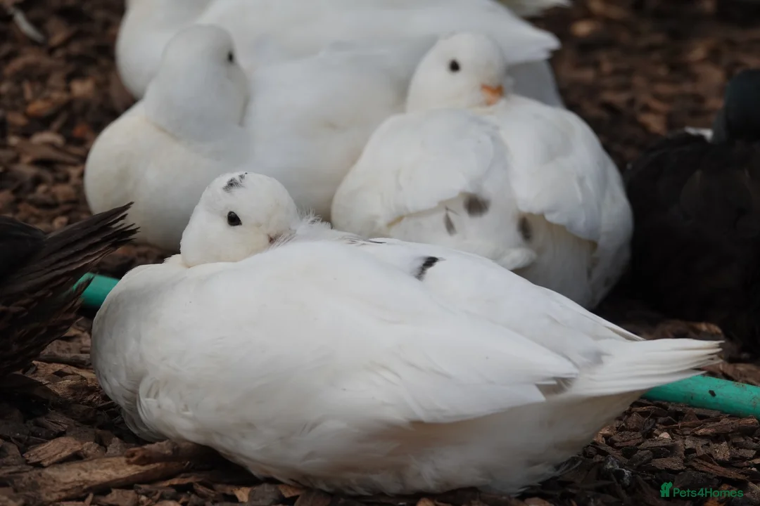 Ducks poultry for sale: Call ducklings for sale  in Sevenoaks - Advert 2