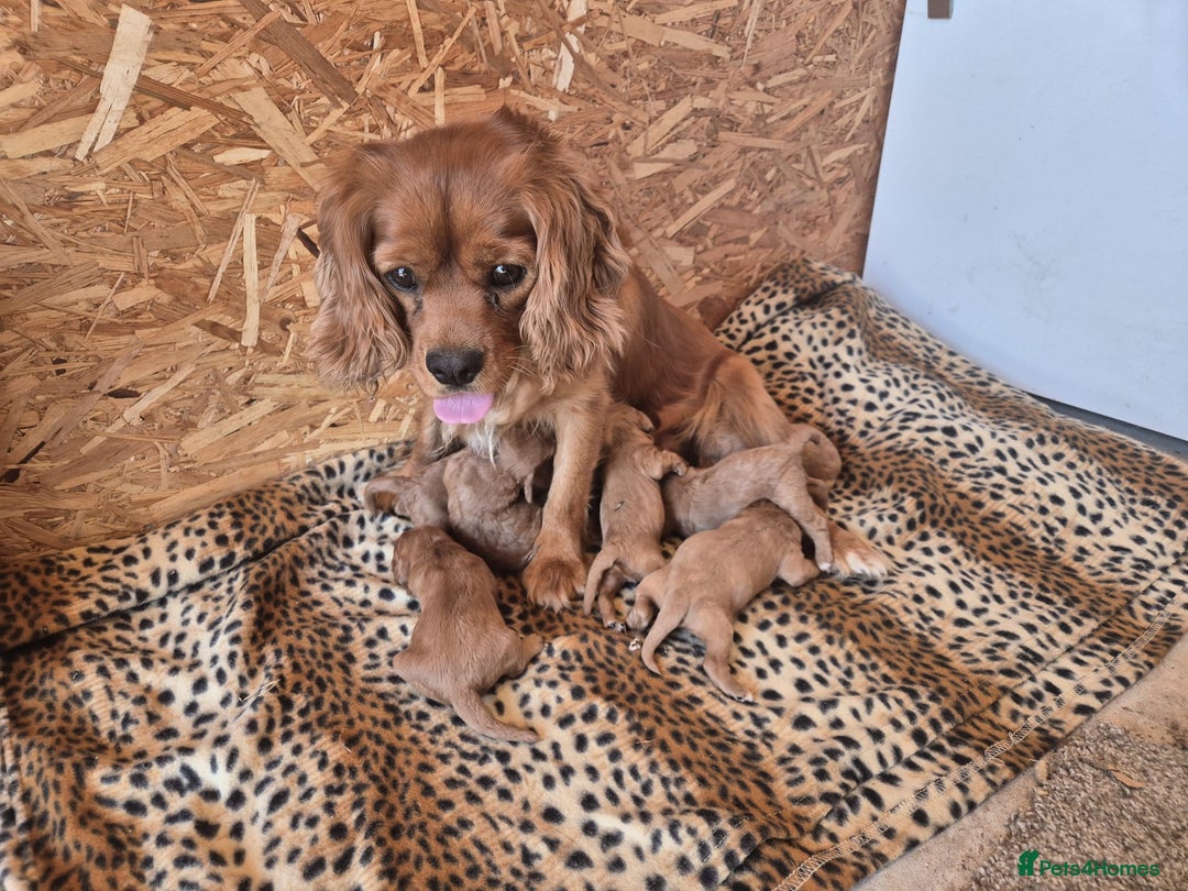 Cavapoo dogs for sale: Red toy cavapoo  - Image 10