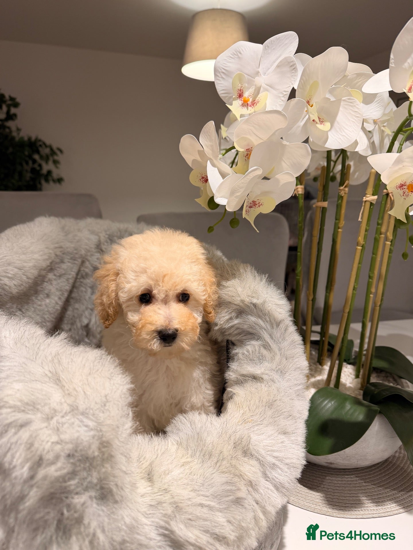 Toy Poodle dogs 💕 TINY TOY POODLE x ASIAN POODLE PUPPIES  💕 - Advert 2