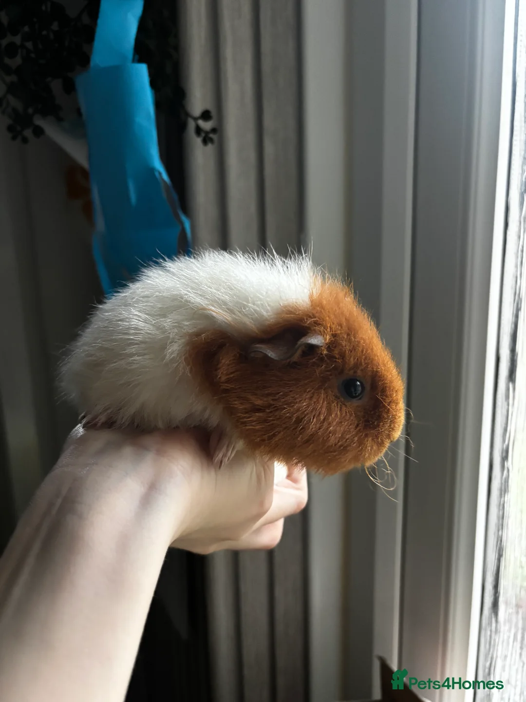 Guinea Pig rodents for sale: Female Guinea Pig  - Advert 6
