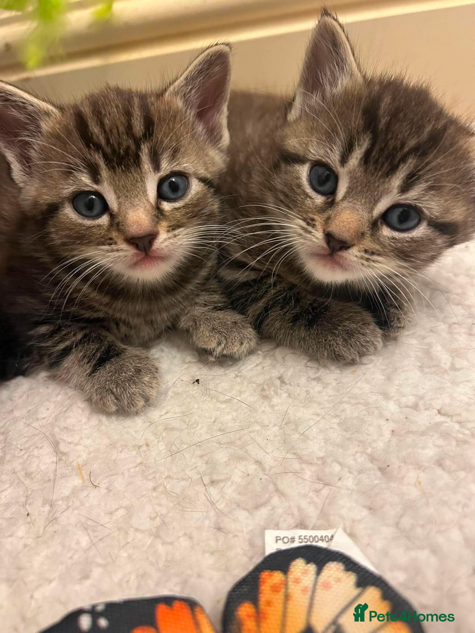 Domestic Shorthair cats 3 kittens for sale - Advert 8
