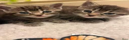 Domestic Shorthair cats for sale: 3 kittens for sale - Advert 1