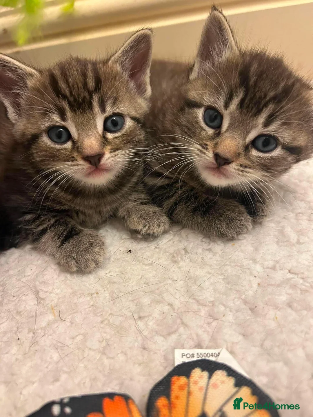 Domestic Shorthair cats for sale: 3 kittens for sale - Advert 1