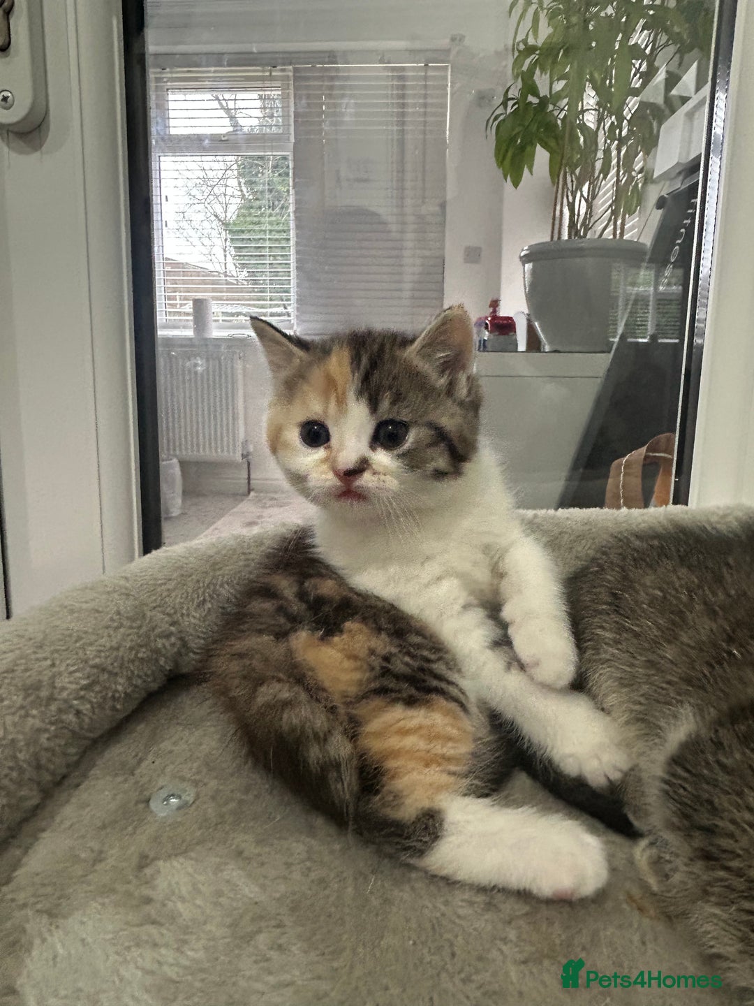 Scottish Fold cats for sale: Scottish Fold  - Advert 3