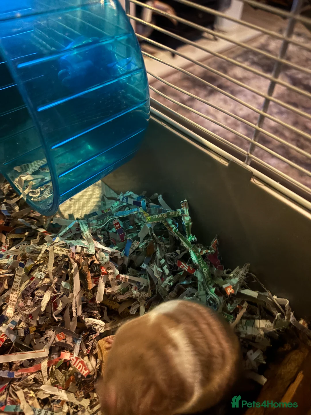 Hamster rodents for sale: Hamster  - Advert 4