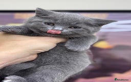British Shorthair cats for sale: British shorthair kittens  - Image 10