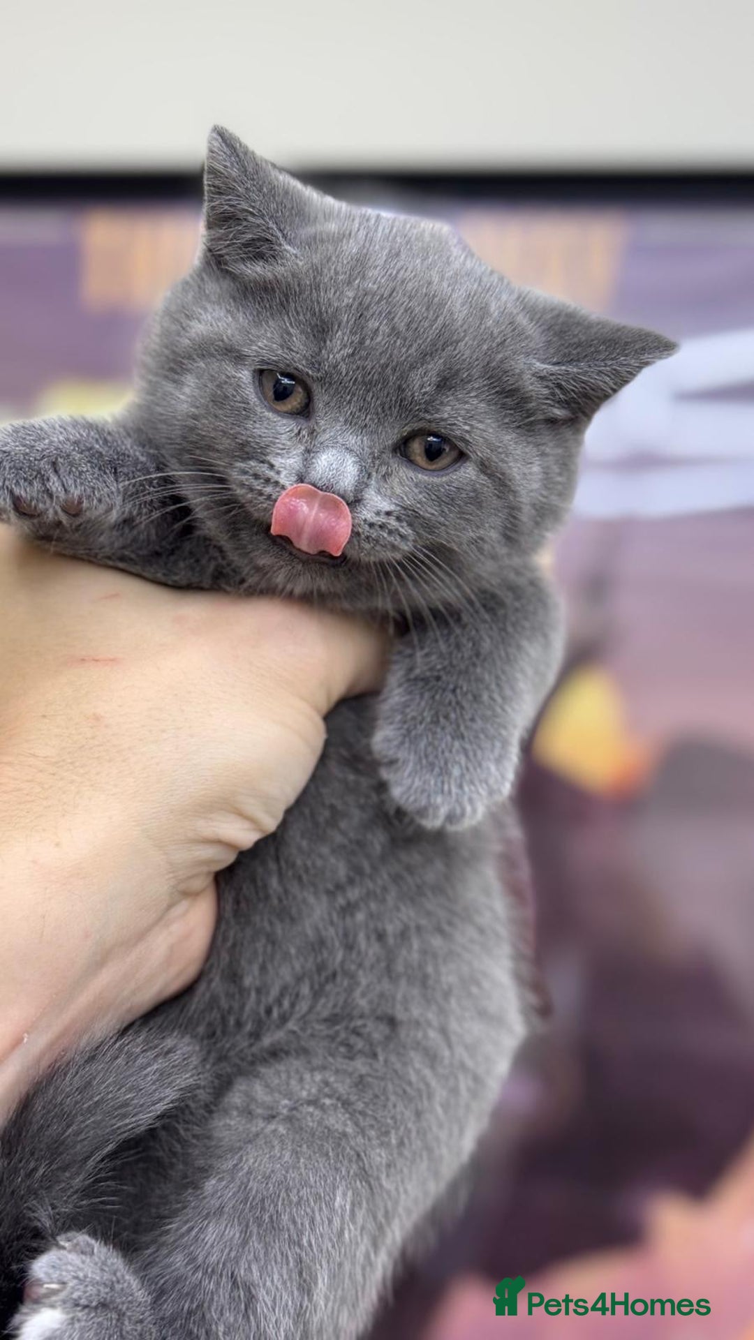 British Shorthair cats for sale: British shorthair kittens  - Image 10
