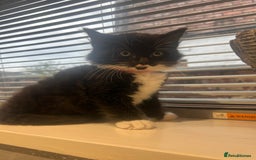 Ragdoll cats for sale: OPEN TO OFFERS!BEAUTIFUL RAGDOLL X SIAMESE KITTENS - Image 2