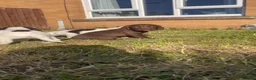 Sprocker dogs for sale: Sprocker Puppies  - Advert 16
