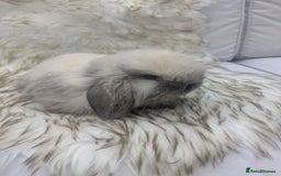 Mini Lop rabbits for sale: Miniature lop rabbits - 2 males - Image 4