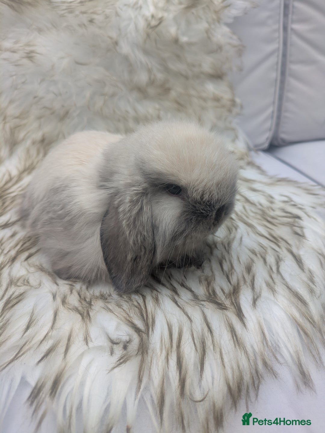 Mini Lop rabbits for sale: Miniature lop rabbits - 2 males - Image 4