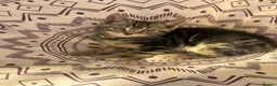British Shorthair cats for sale: Male kittens  - Advert 1