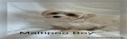Maltipoo dogs for sale: Gorgeous Teddy Bear F1 Maltipoo READY NOW - Advert 2