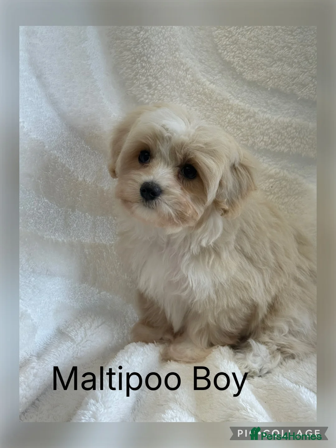 Maltipoo dogs for sale: Gorgeous Teddy Bear F1 Maltipoo READY NOW - Advert 2