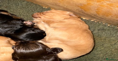 Cocker Spaniel dogs - Advert 8