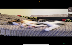 British Longhair cats for sale: Female kitten - Image 1