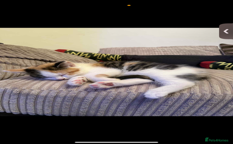 British Longhair cats - Advert 6