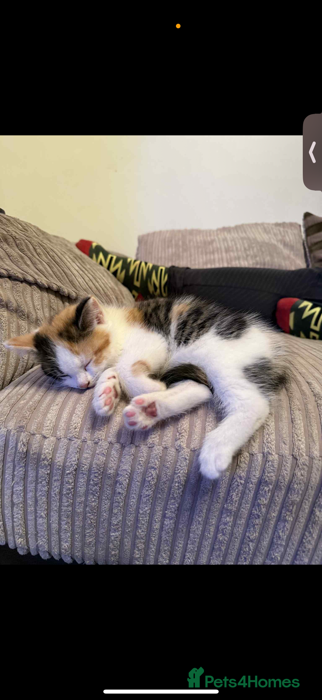 British Longhair cats for sale: Female kitten - Image 1