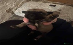 Chihuahua dogs for sale: Chihuahua girl pups  - Image 18