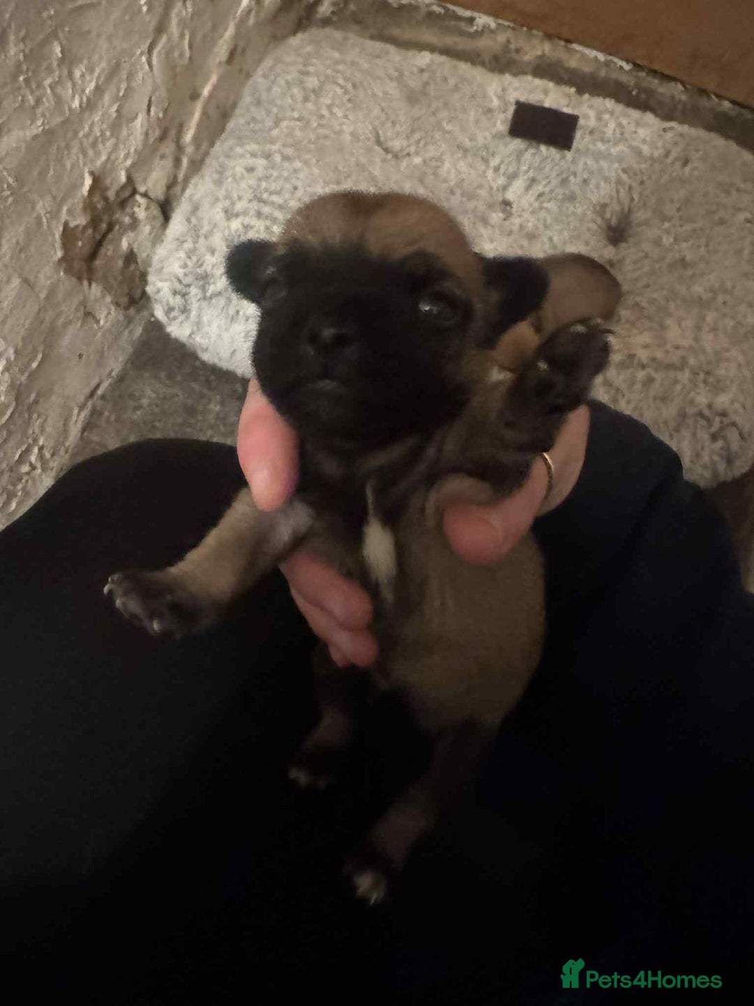 Chihuahua dogs for sale: Chihuahua girl pups  - Image 18