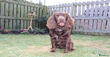 Cocker Spaniel dogs - Advert 10