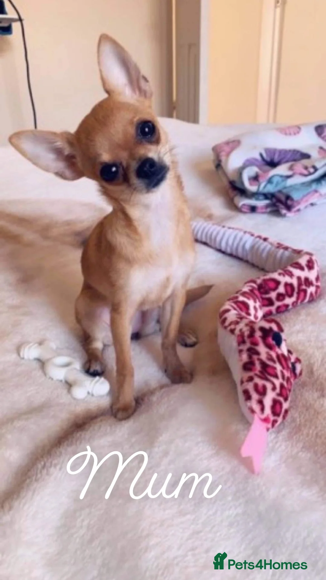 Chihuahua dogs for stud: **PROVEN STUD** ** Chihuahua in Pudsey - Advert 10
