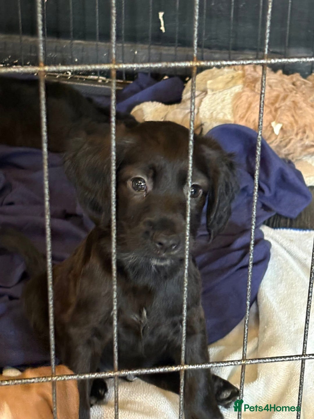 Cocker Spaniel dogs for sale: Cocker Spaniel  - Advert 5