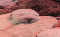 Golden Retriever dogs for sale: KC Golden Retriever Puppies for sale (4 boys left) - Image 17