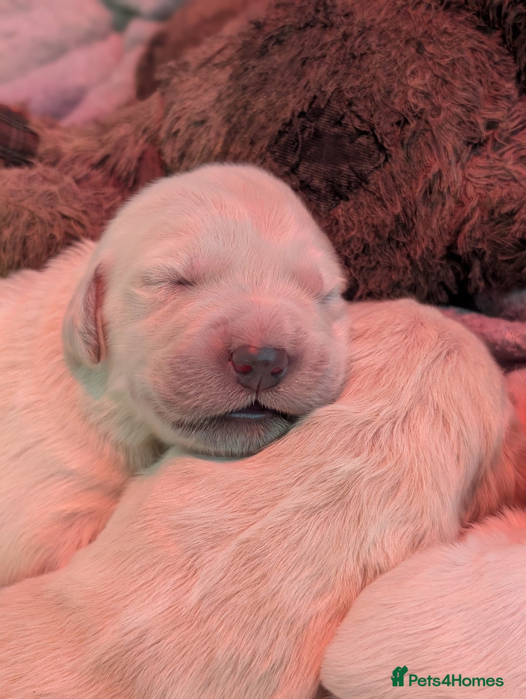 Golden Retriever dogs for sale: KC Golden Retriever Puppies for sale (4 boys left) - Image 17