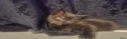 Mixed Breed cats for sale: Part rag doll kittens for sale in Haverhill - Advert 11