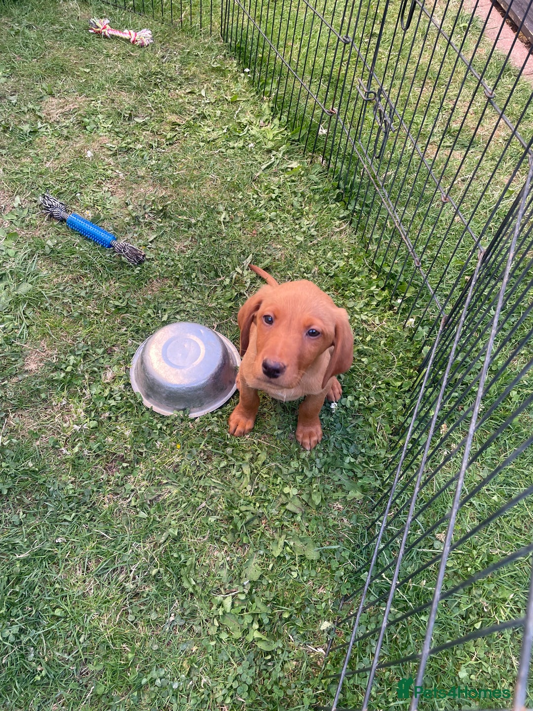 Labrador Retriever dogs for sale: Beautiful fox red lab puppies in Cambridge - Image 14