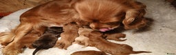Cockapoo dogs for sale: Cockapoo puppies Ready 14th Feb - Advert 9