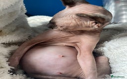 Sphynx cats for sale: Pink sphynx kittens - Image 1