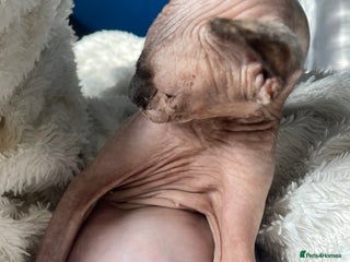 Sphynx cats - Advert 11