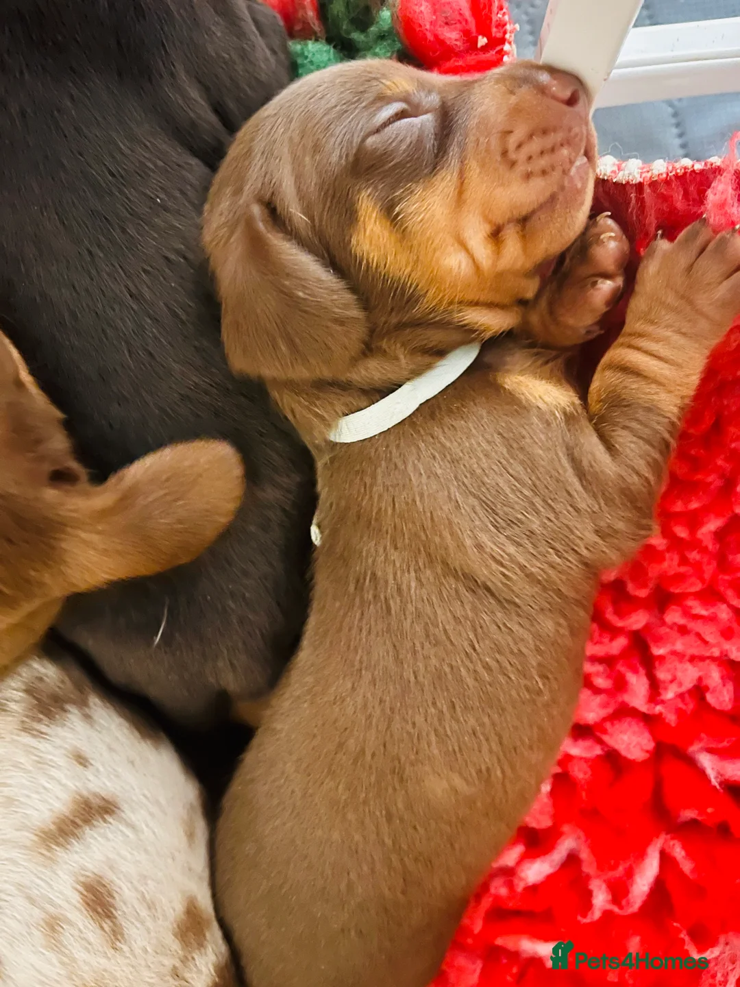 Miniature Dachshund dogs for sale: 7 mini dachshunds Exeter Devon  - Advert 4