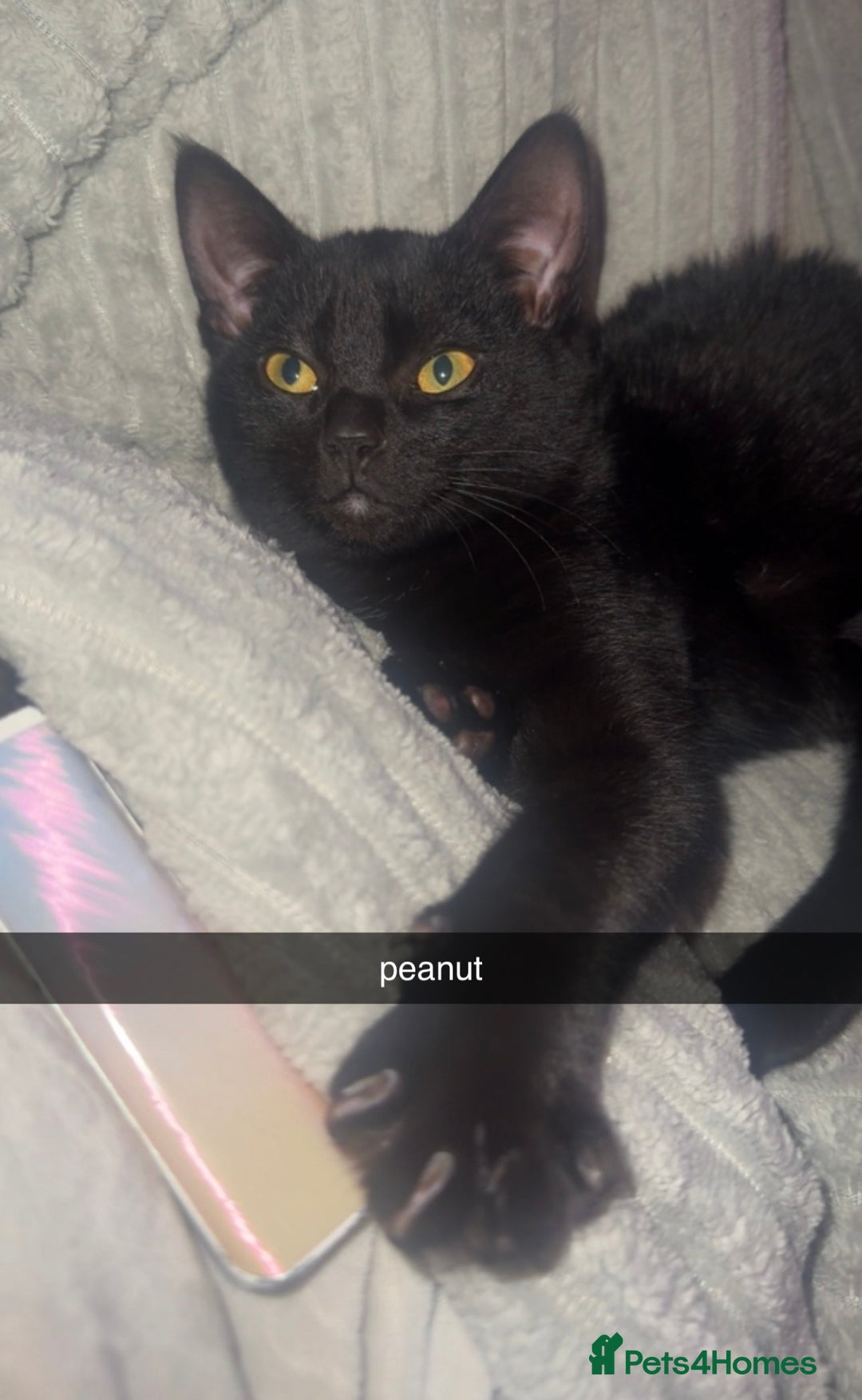 Bombay cats for sale: two gorgeous black males  - Advert 4