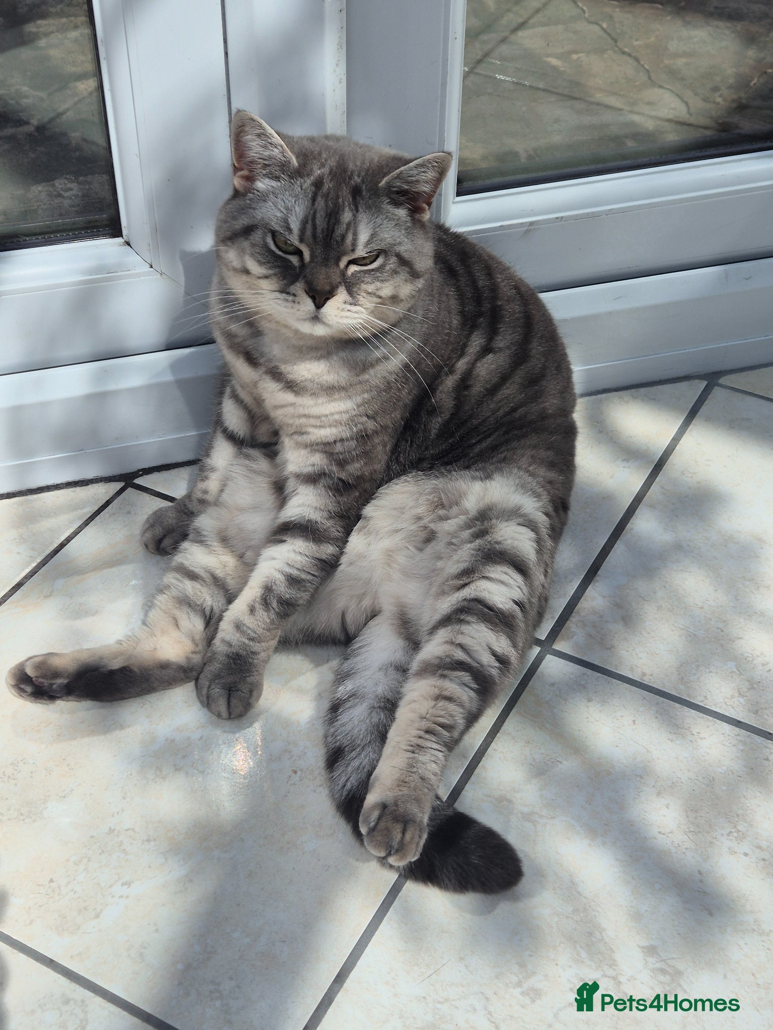 British Shorthair cats Athena beautiful lady - Advert 2