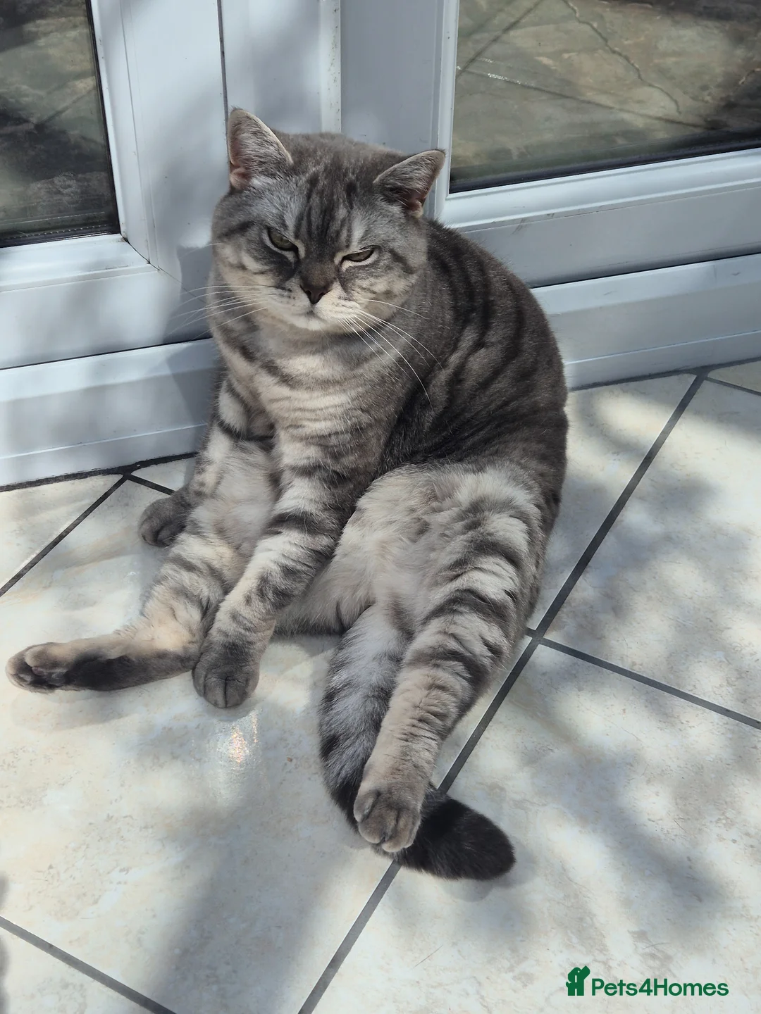 British Shorthair cats for sale: Athena beautiful lady in Wigan - Advert 1