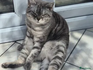 British Shorthair cats Athena beautiful lady - Advert 2