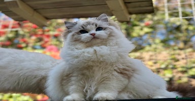 Ragdoll cats - Advert 8