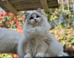 Ragdoll cats - Advert 16